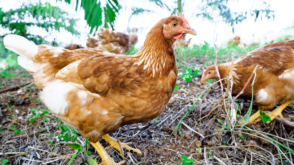 The Eye-Opening Joys of Urban Farming